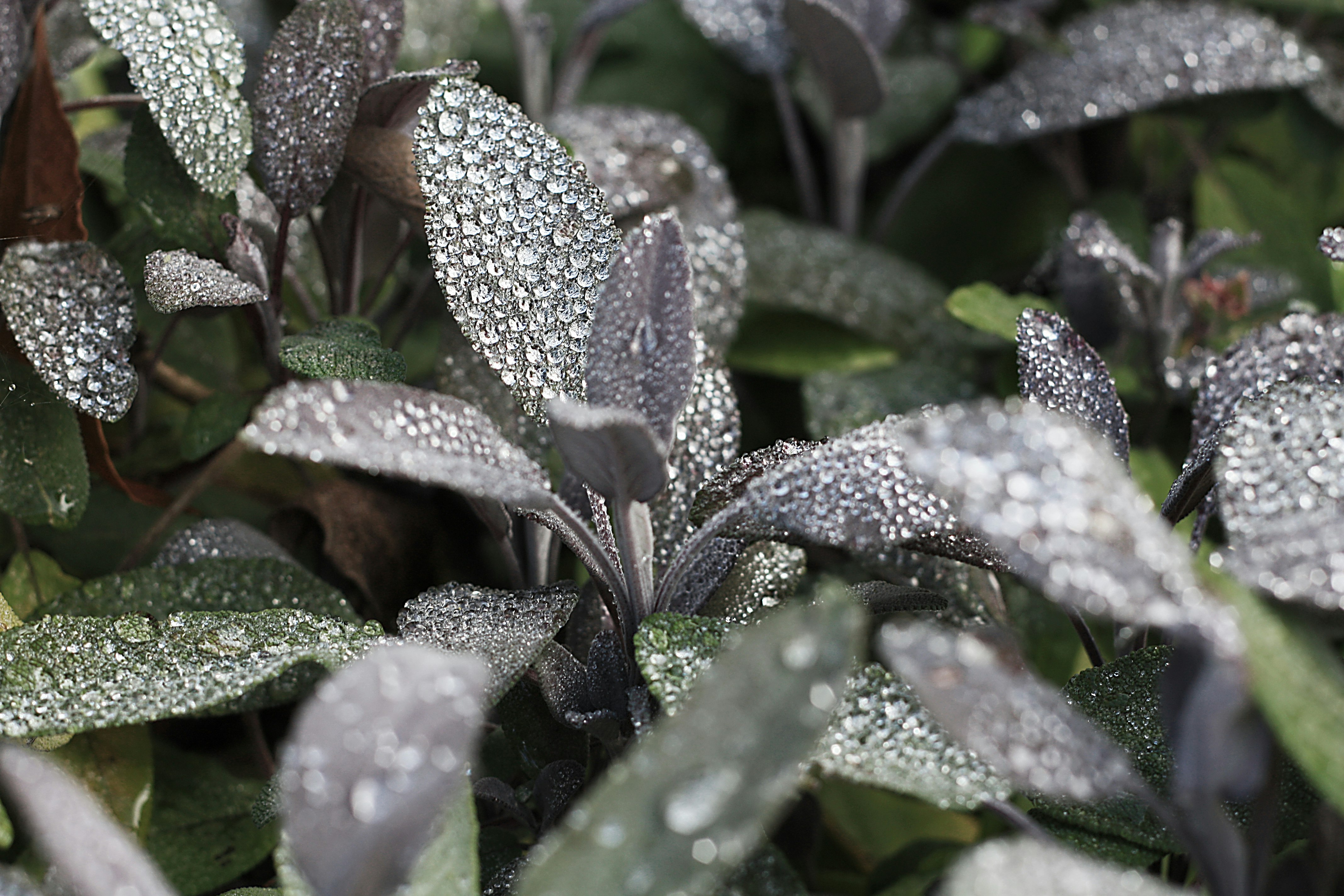 macro photography of dew drops on plants