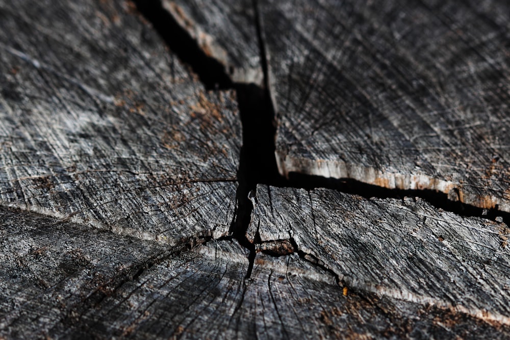 close-up photography of wooden slab
