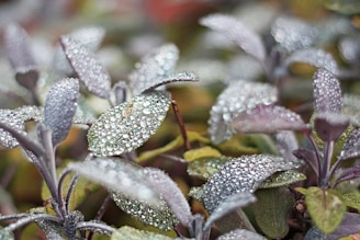 A close-up of fresh sage leaves with morning dew, glowing softly in natural light