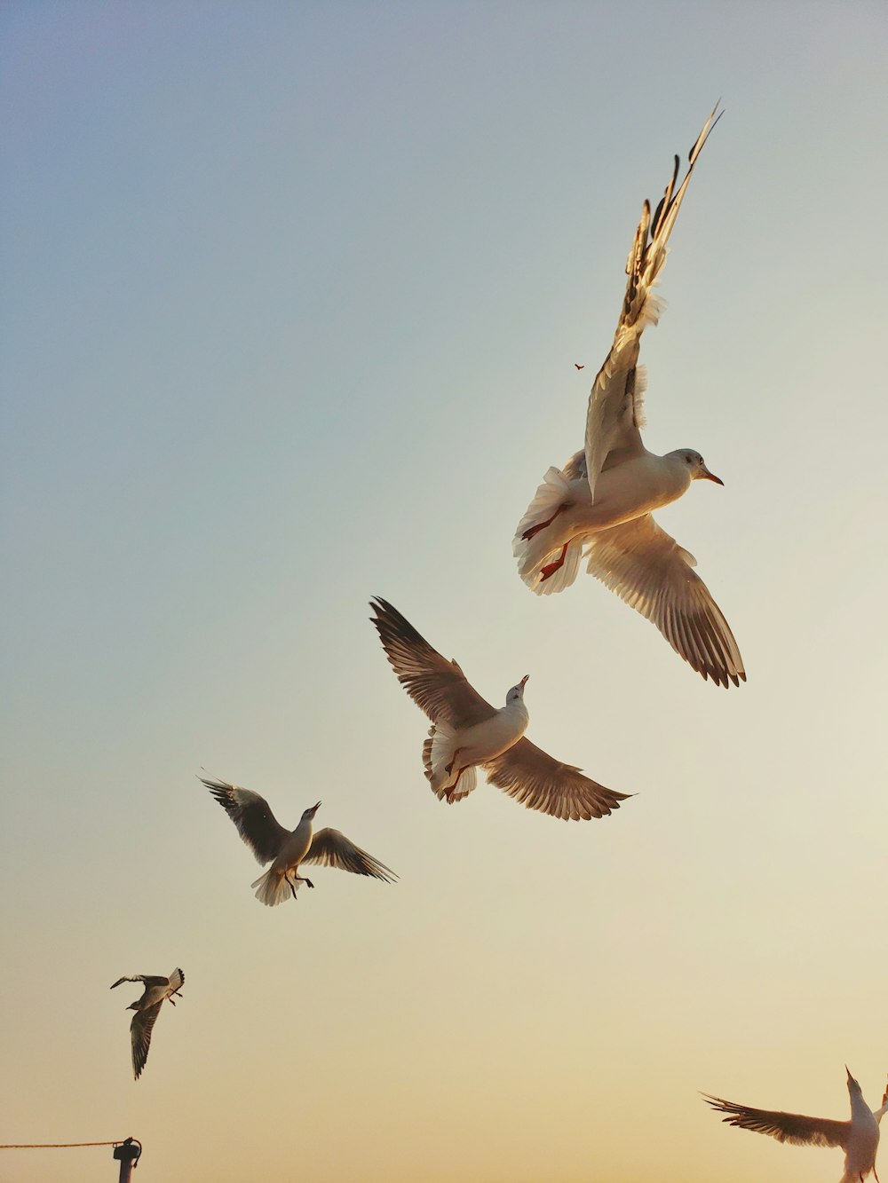 Tiefwinkelfotografie des Schwarms fliegender Möwen während des Tages