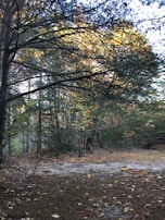 Sunlight filtering through autumn leaves in a quiet forest clearing.