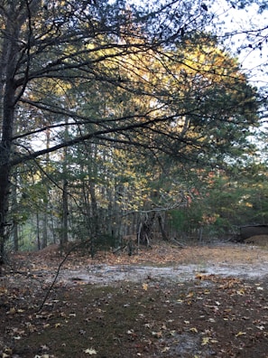Sunlight filtering through autumn leaves in a quiet forest scene.