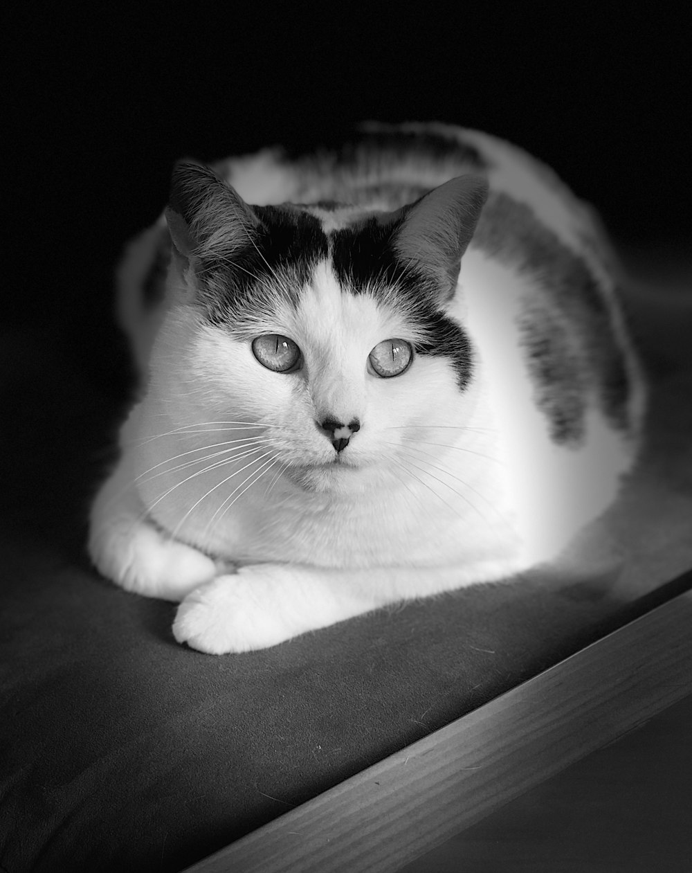 Graustufenfotografie einer Katze, die auf der Oberfläche liegt
