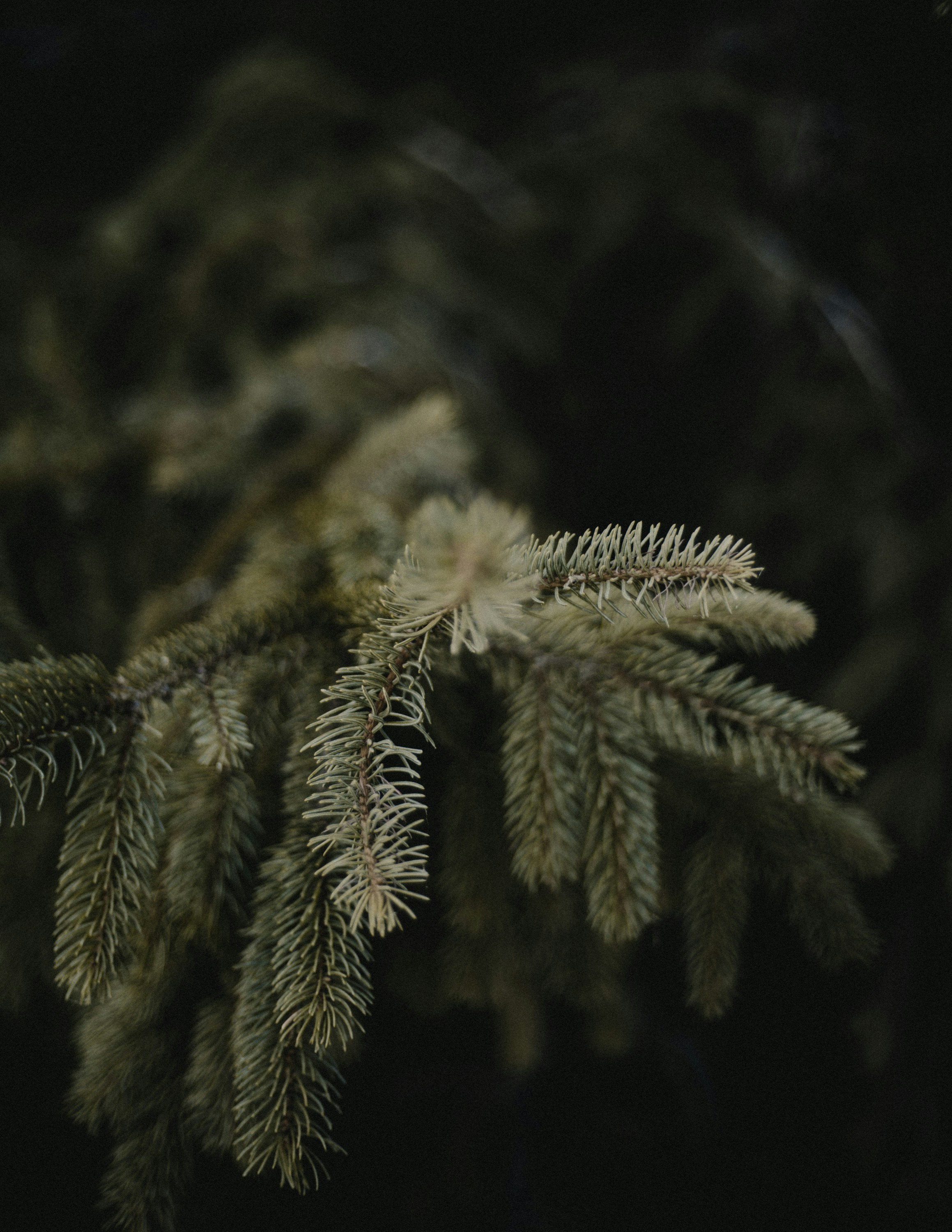 Photo by nachellenocom