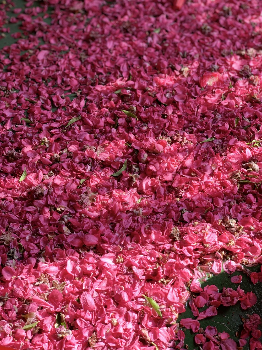 pink-petaled flowers