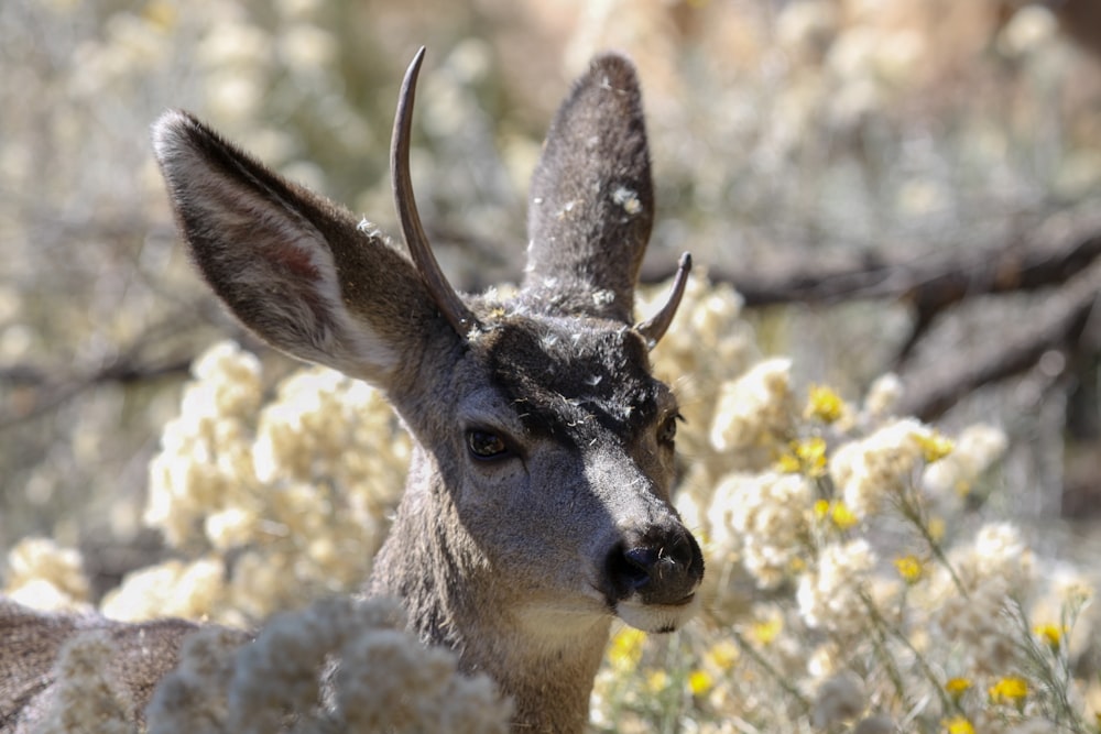 close-up photography of deer