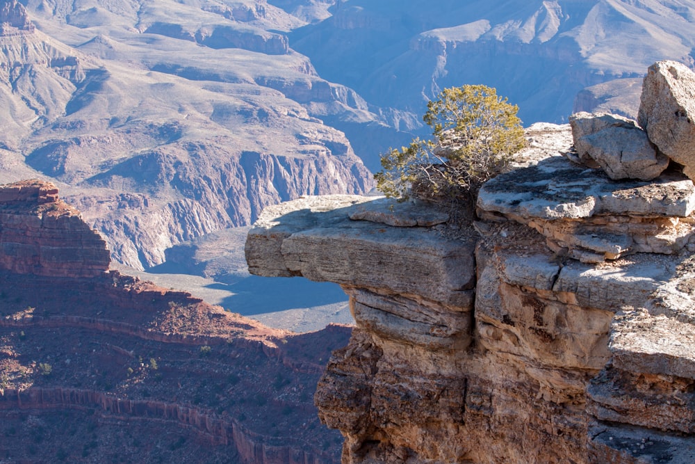 aerial view photography of green-leafed tree on cliff