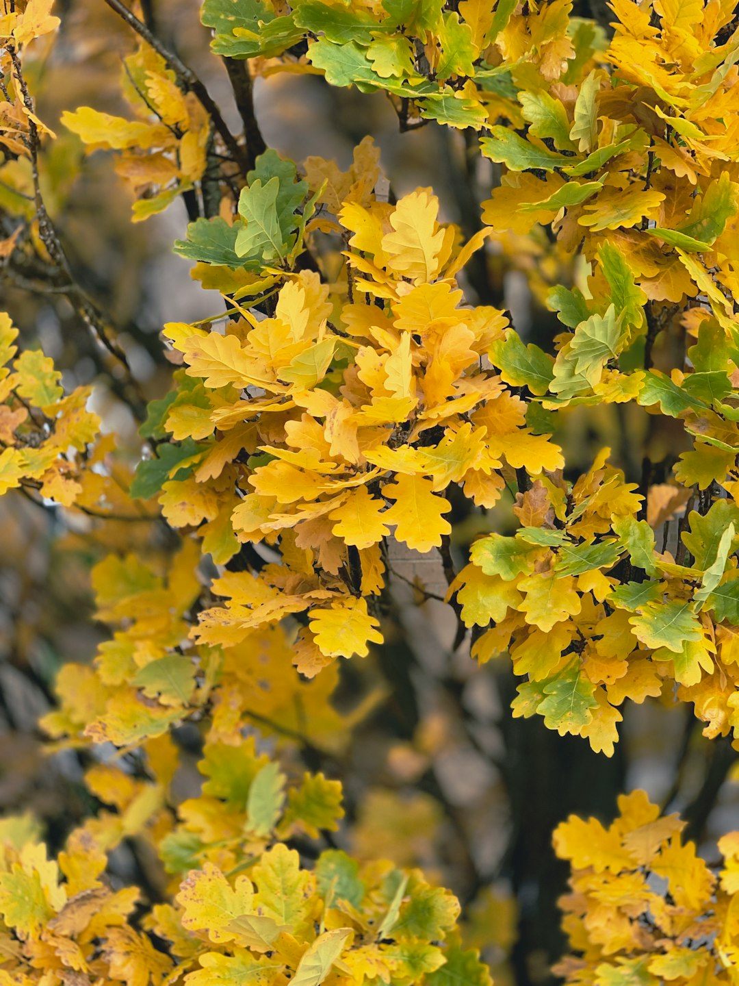 tree with yellow and green leaves