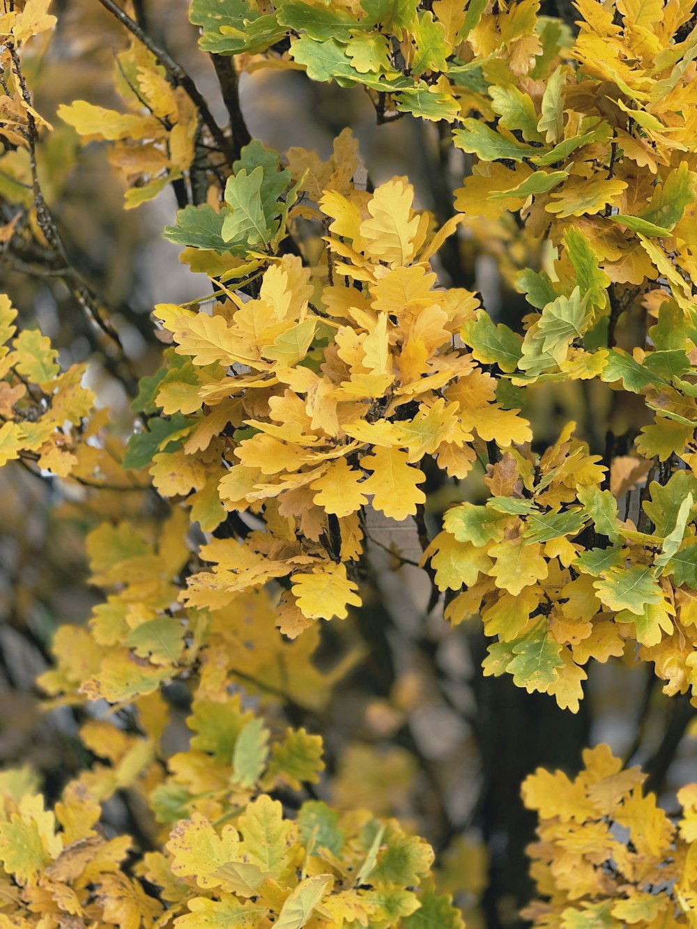 tree with yellow and green leaves