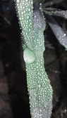 A close-up of water droplets sparkling on fresh green leaves near a spring.
