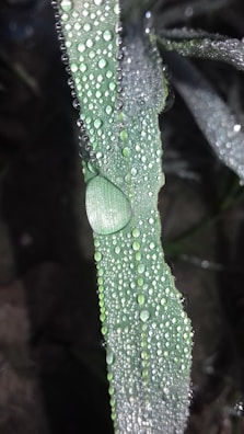 A close-up of water droplets sparkling on fresh green leaves near a spring.