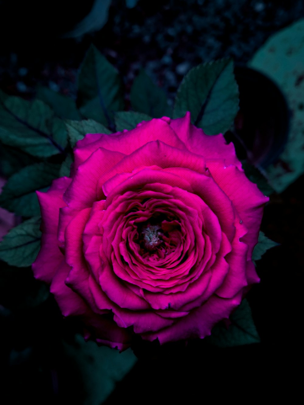 top-view photography of pink cluster flower