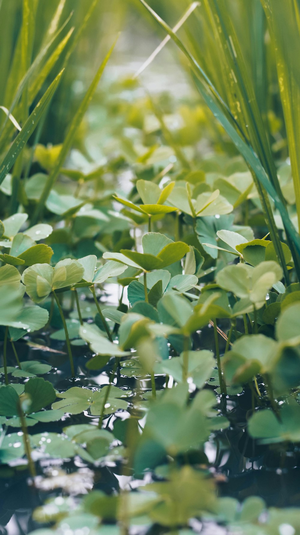 foto de foco raso de plantas verdes