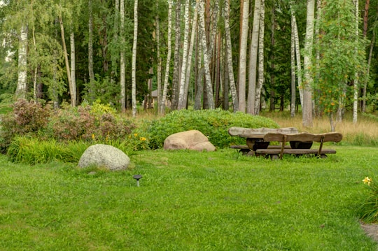 A serene forest setting featuring a group of tall birch trees with white bark and dense green foliage. In the foreground, there is a wooden bench beside a stone table surrounded by lush green grass and various shrubs. Large boulders are also present, enhancing the natural ambiance of the scene.