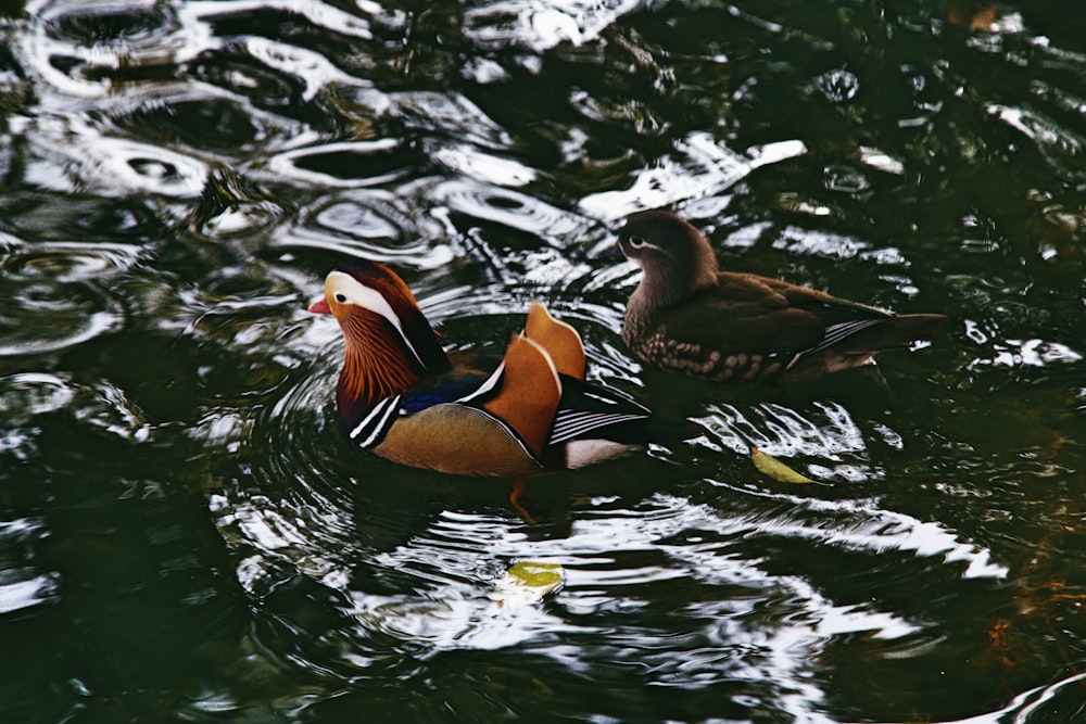 selective focus photography of male and female mandarin ducks on body of water