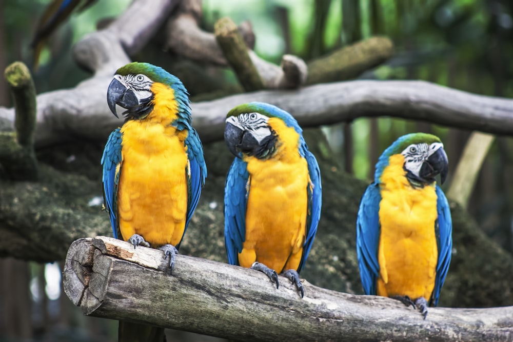 três papagaios azuis e amarelos no galho da árvore