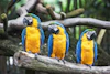 Aves