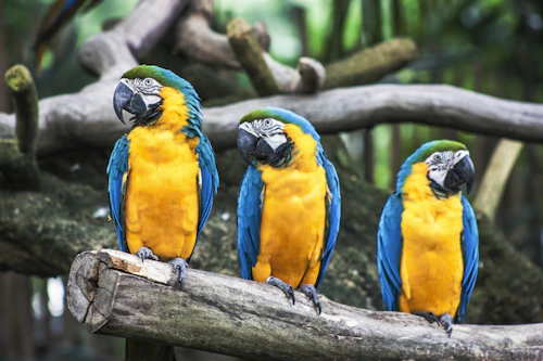 Productos para aves