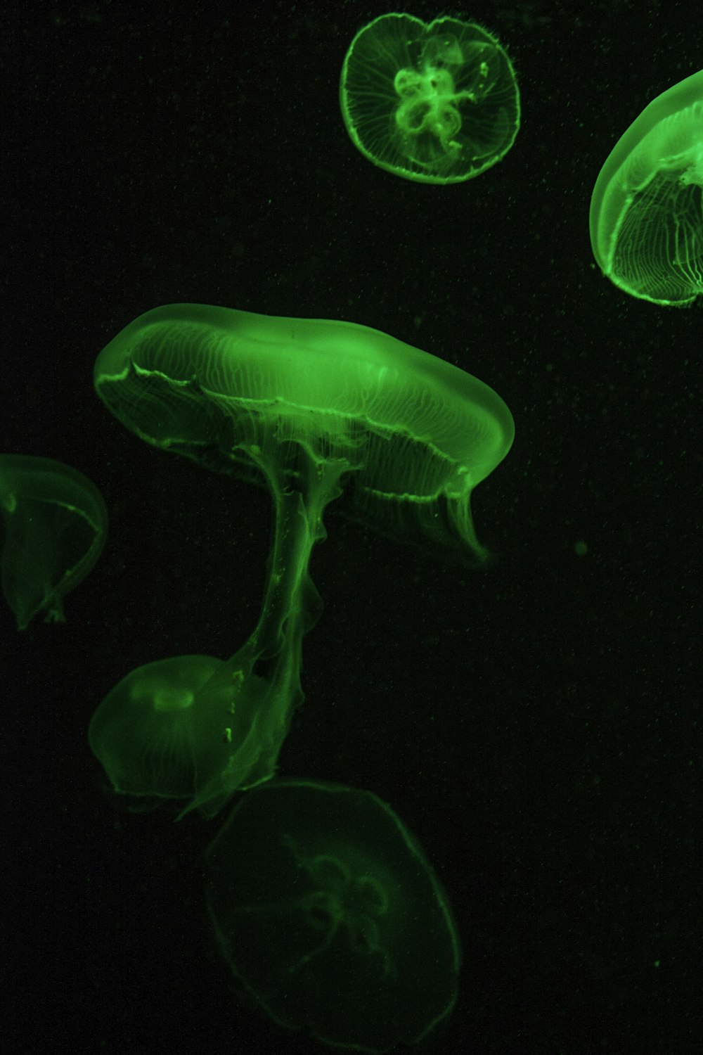 green jelly fish digital wallpaper