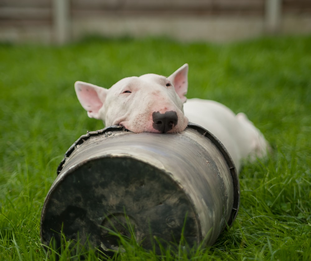 white bull terrier lying on ground with head on bucket