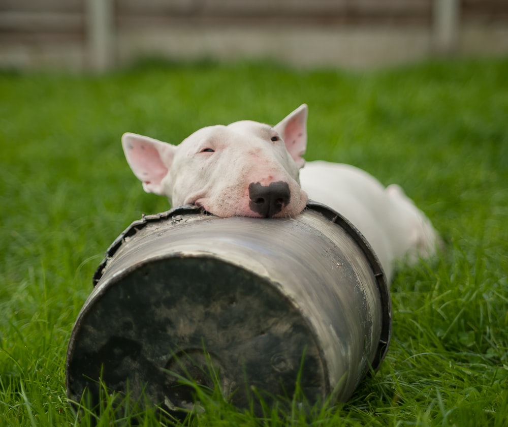 Bull Terrier blanco tirado en el suelo con la cabeza en el cubo