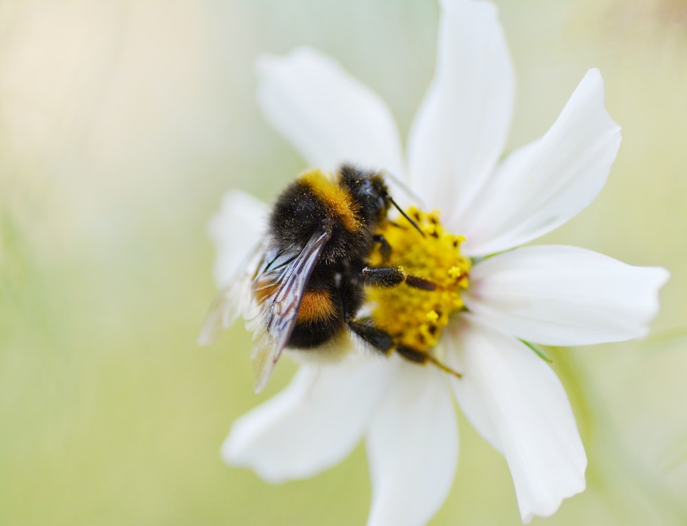 흰 꽃에 앉아있는 꿀벌