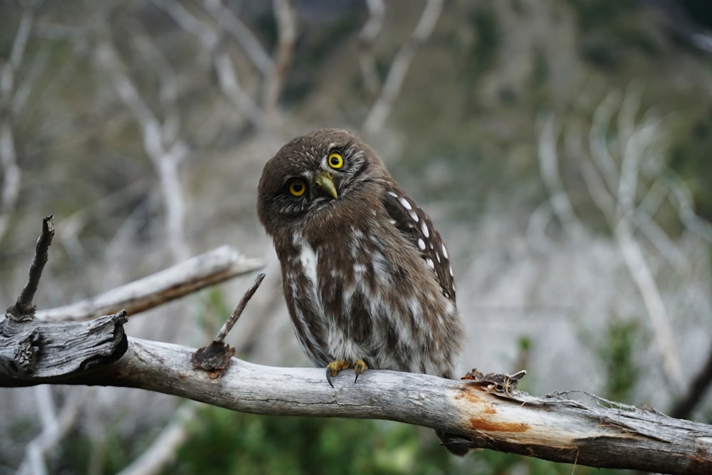 Coruja cinzenta empoleirando-se em galho de madeira durante o dia