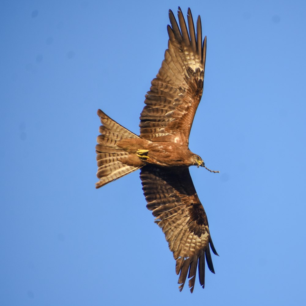 pájaro negro y marrón