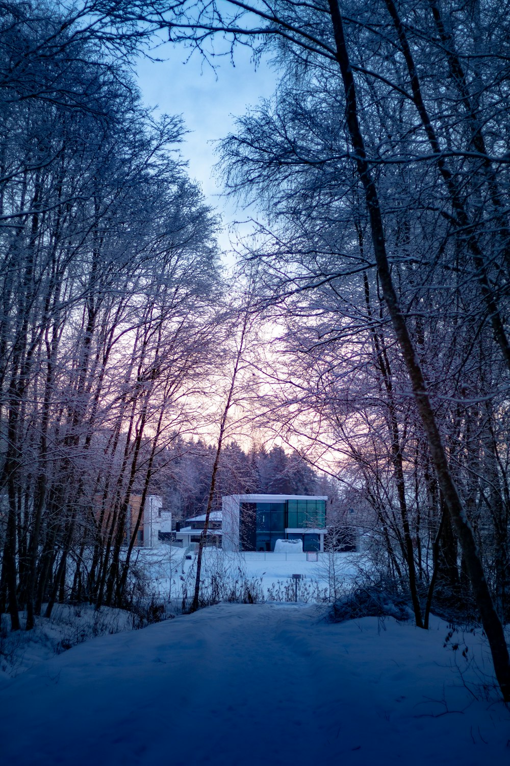 Bosque cubierto de nieve durante el día