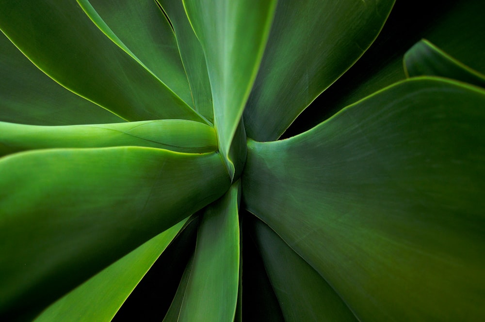 Fotografía macro de plantas