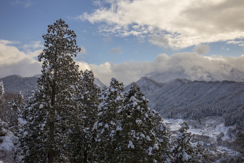 grüne, schneebedeckte Bäume unter weißem Himmel