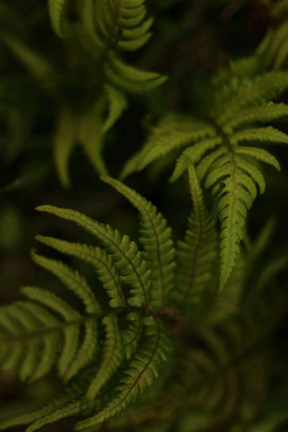 top view of fern plant