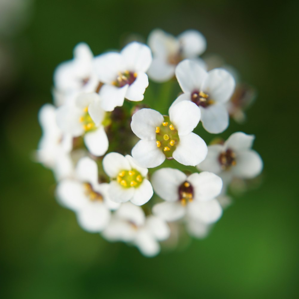 blooming white and yellow flowers