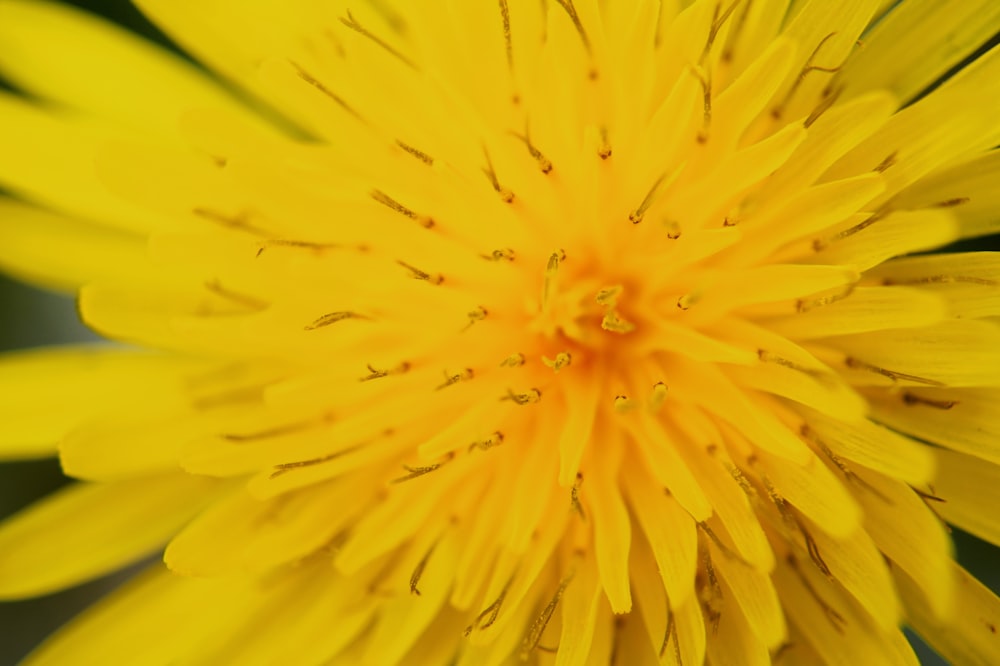 yellow cluster flower