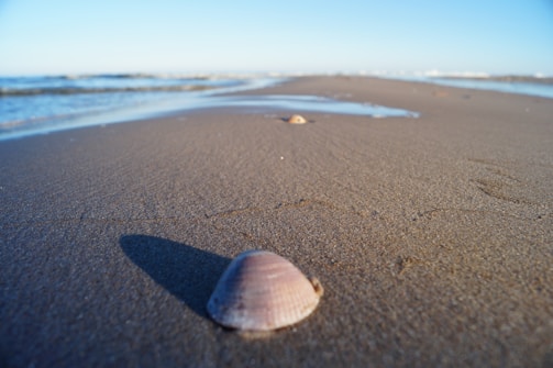 A delicate watercolor painting of a seashell resting on soft sand.