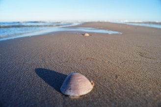 Close-up of a delicate, spiraled seashell resting on soft sand with gentle seafoam green hues in the background