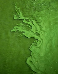 green color water