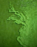 planktonic algae