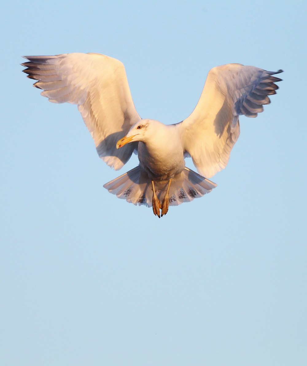 white long-beaked bird on air during daytime