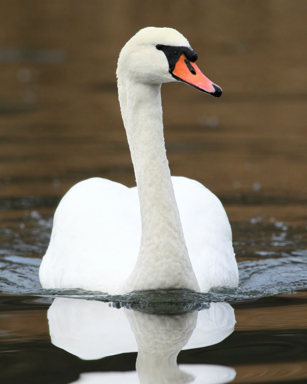 white swan in ater