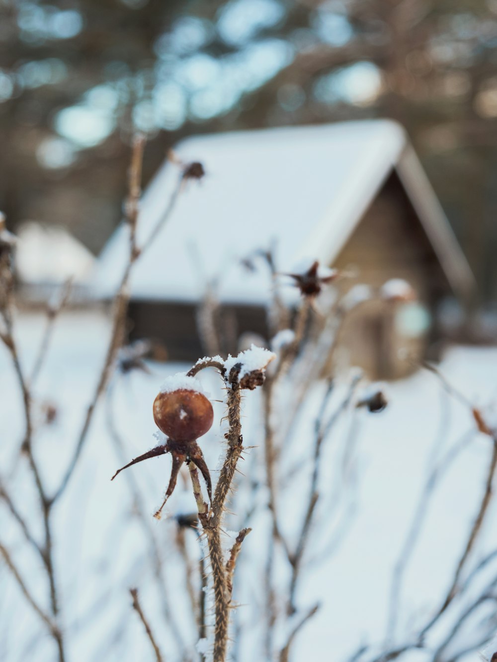 a close up of a small tree with snow on it