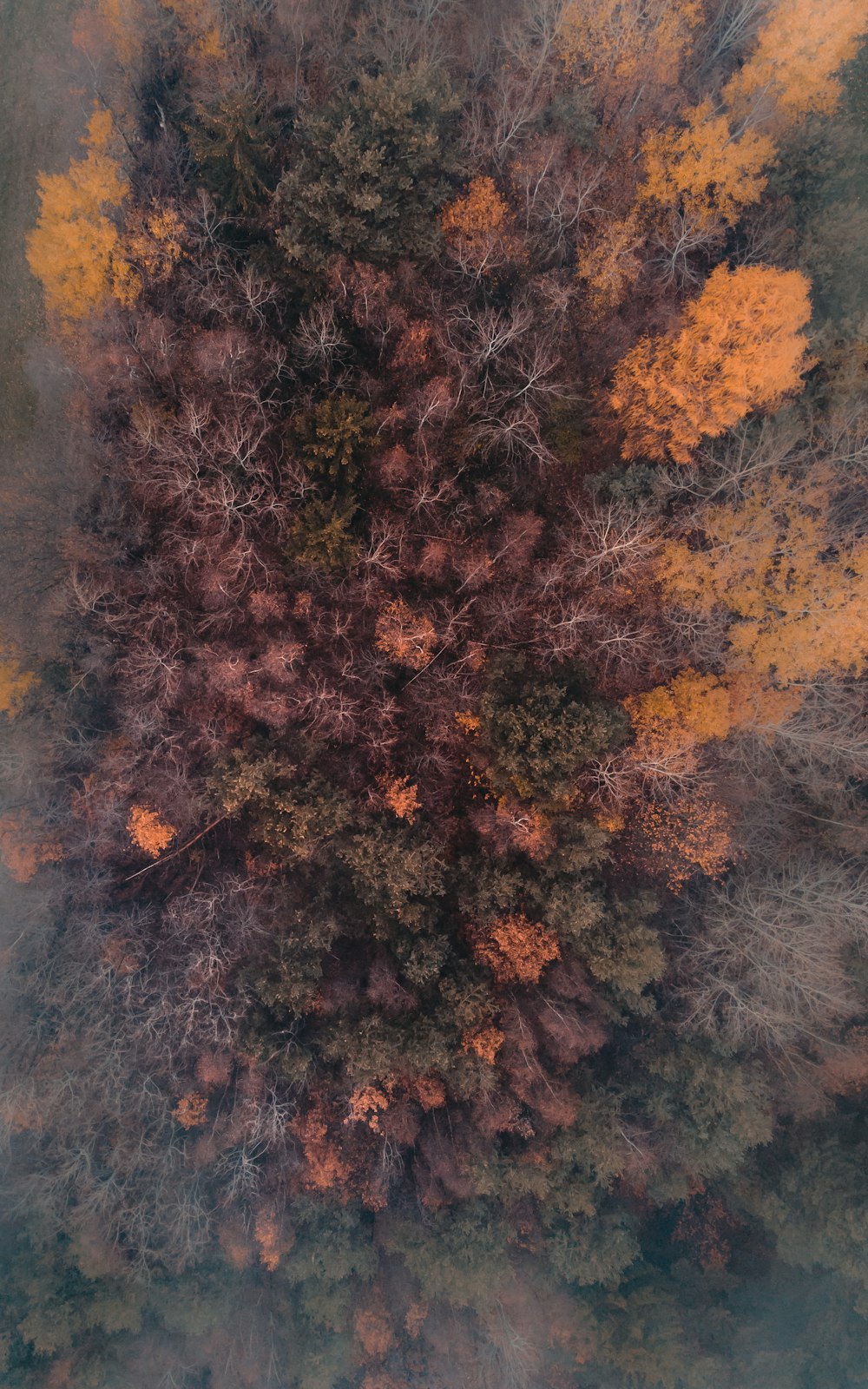 high-angle photography of brown-leafed trees