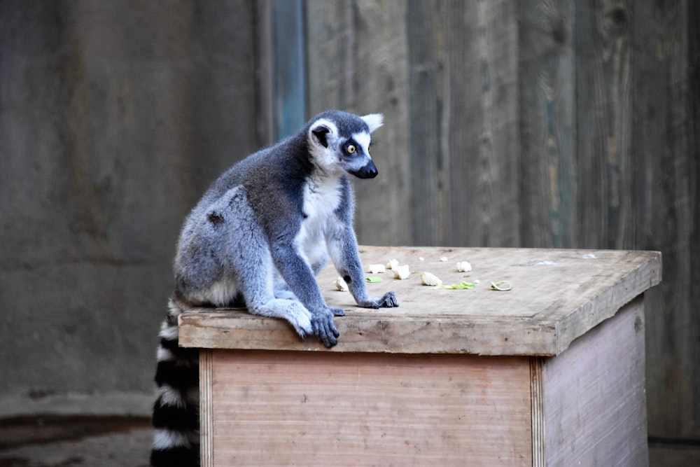 black and white meerkat on beige table