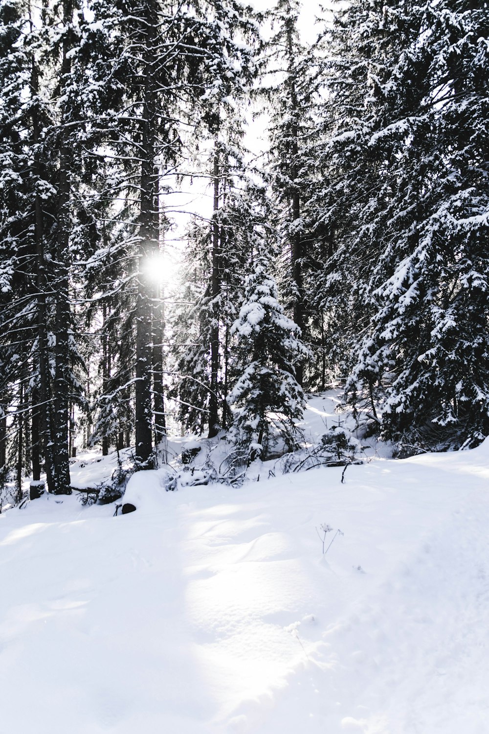 snow covered pine trees during winter