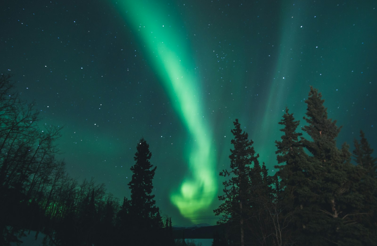 A bright green ribbon of northern lights swirling above dark spruce trees in Canada's Yukon