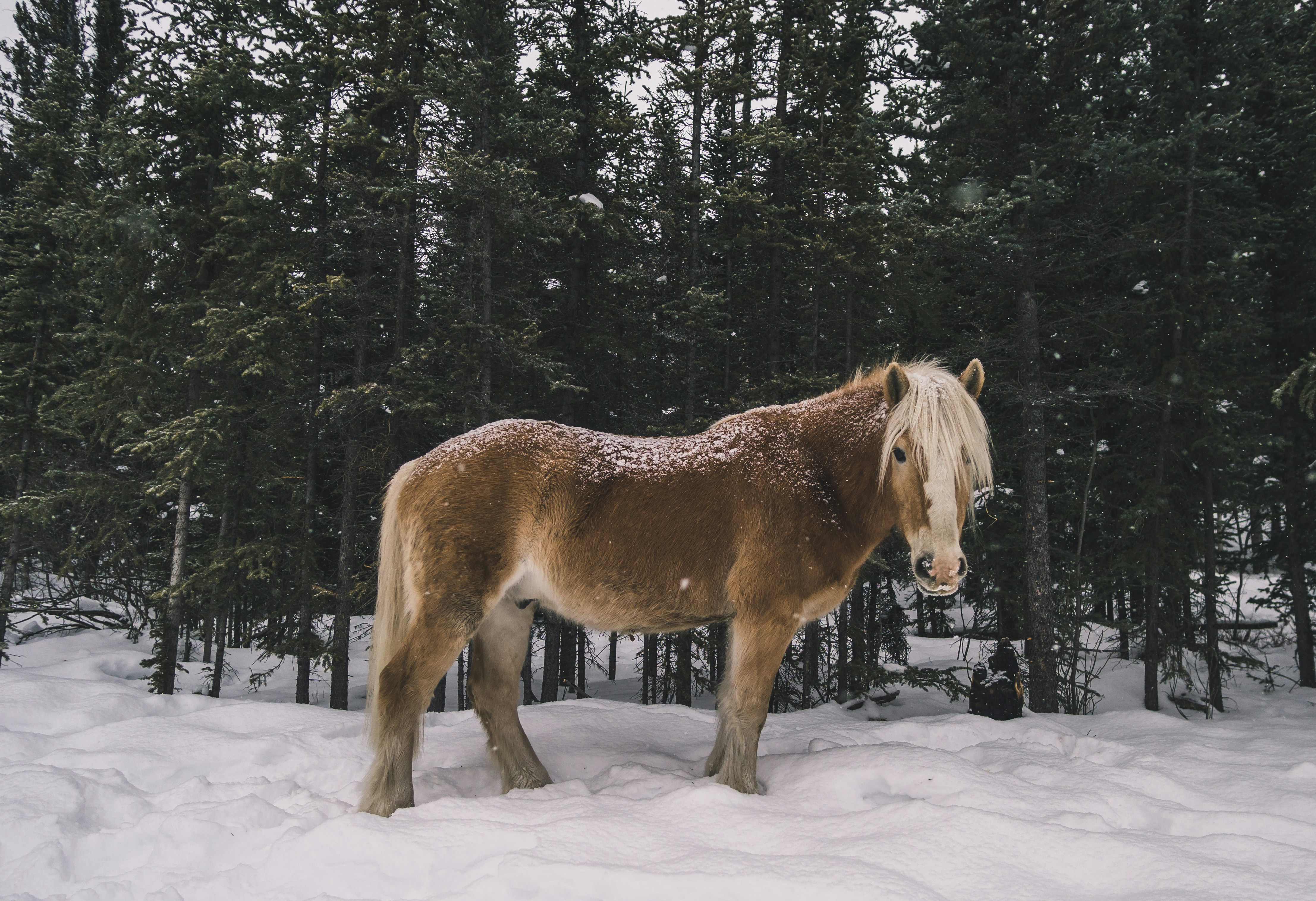 Whitehorse, Canada - None