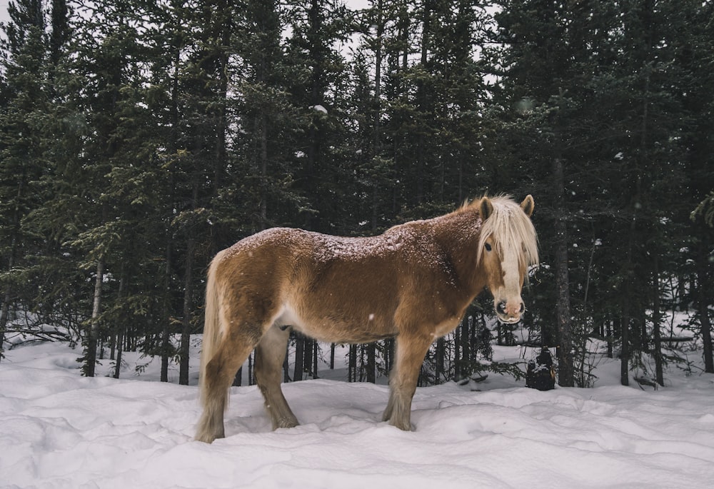 brown horse standing near pine trees