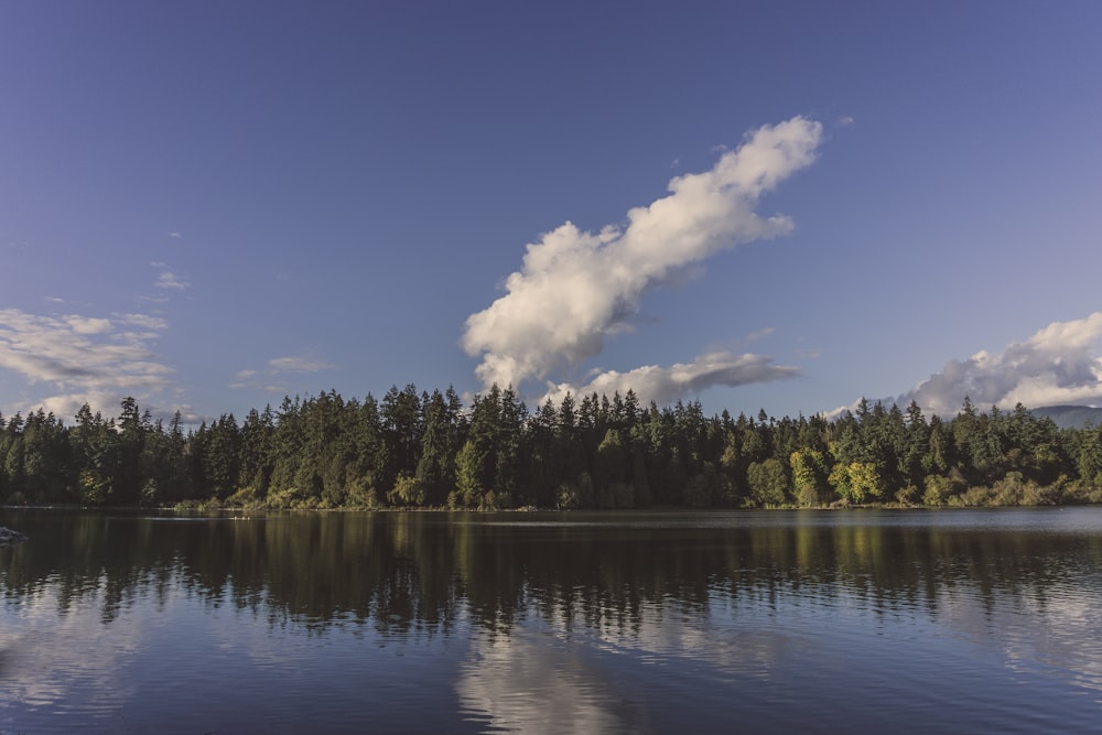 green pine tree near the calm body of water during daytime