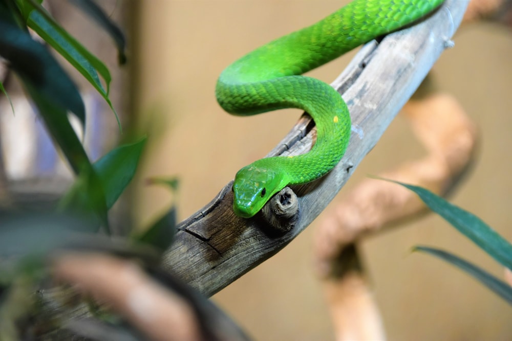 selective focus photography of green snake on twig