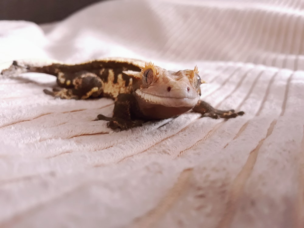 white and black gecko on white textile